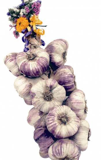 ail tresse 1kg violet fleurie